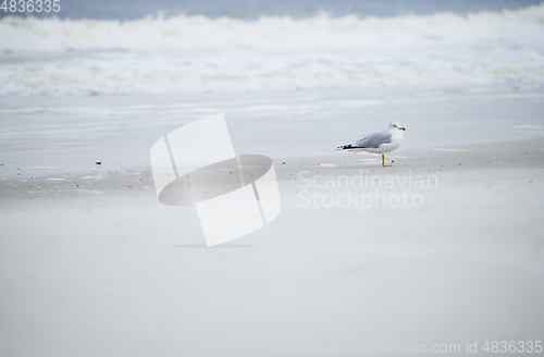 Image of Single seagull at the ocean beach