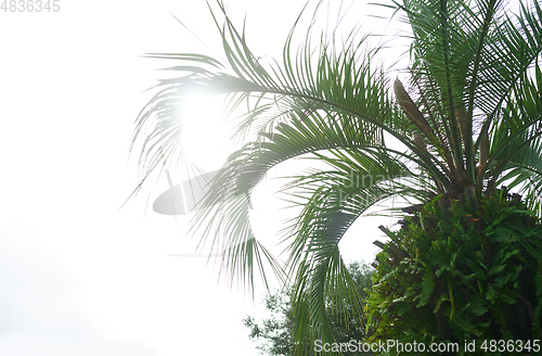 Image of Palm trees against the sunny sky