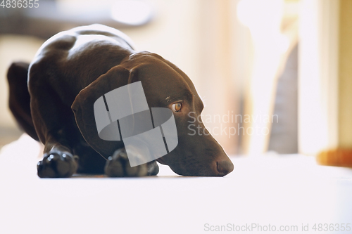 Image of Young German short-haired pointer boring at home