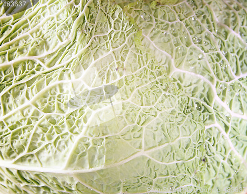 Image of Green cabbage vegetable