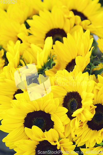 Image of Perfect Sunflowers Background