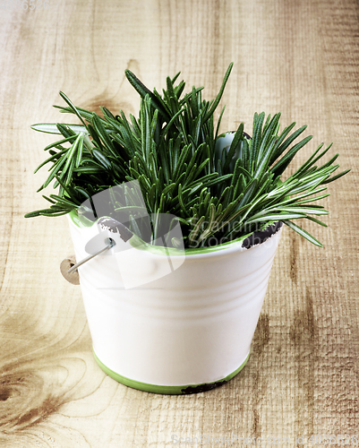 Image of Rosemary in White Clay Bucket