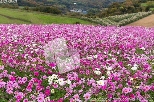 Image of Pink Cosmos 