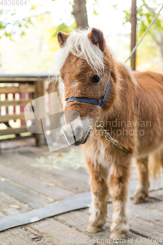 Image of Cute horse