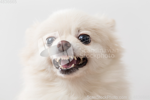 Image of White pomeranian dog barking