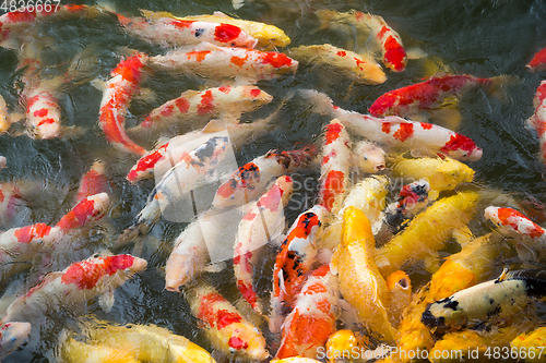 Image of Feeding fish carp