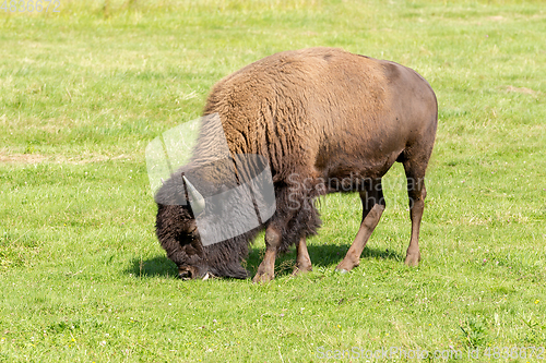 Image of American bison (Bison bison) simply buffalo