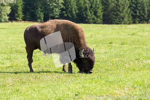 Image of American bison (Bison bison) simply buffalo