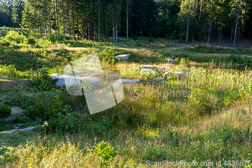 Image of pond in the summer forest
