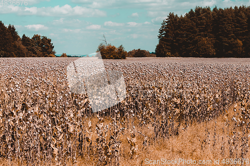 Image of poppy heads on the field