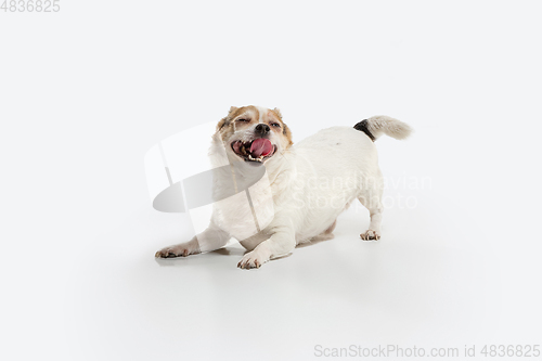 Image of Studio shot of Chihuahua companion dog isolated on white studio background