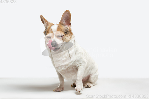 Image of Studio shot of Chihuahua companion dog isolated on white studio background