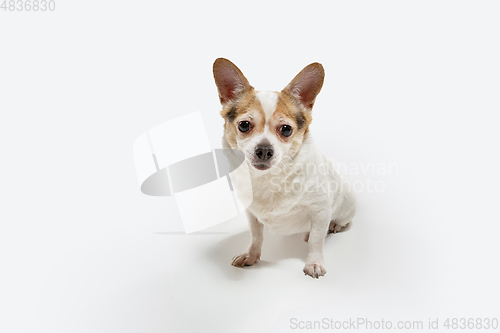 Image of Studio shot of Chihuahua companion dog isolated on white studio background