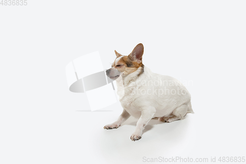 Image of Studio shot of Chihuahua companion dog isolated on white studio background