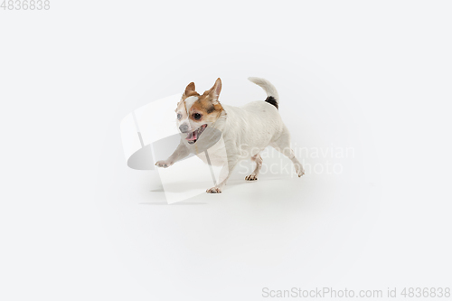 Image of Studio shot of Chihuahua companion dog isolated on white studio background