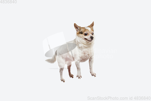 Image of Studio shot of Chihuahua companion dog isolated on white studio background