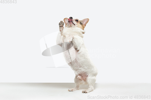 Image of Studio shot of Chihuahua companion dog isolated on white studio background