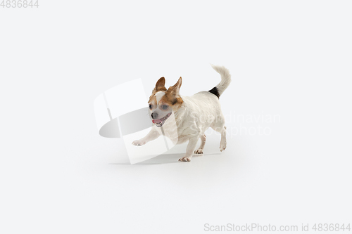 Image of Studio shot of Chihuahua companion dog isolated on white studio background