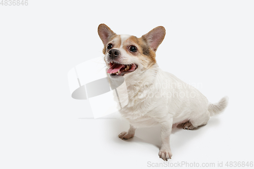 Image of Studio shot of Chihuahua companion dog isolated on white studio background