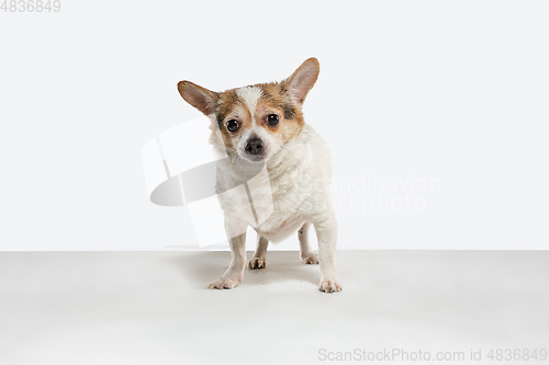 Image of Studio shot of Chihuahua companion dog isolated on white studio background