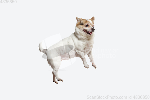 Image of Studio shot of Chihuahua companion dog isolated on white studio background