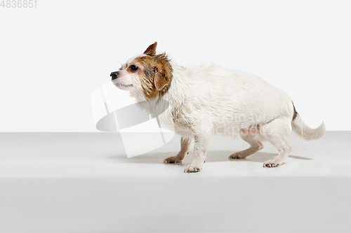 Image of Studio shot of Chihuahua companion dog isolated on white studio background