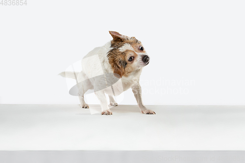 Image of Studio shot of Chihuahua companion dog isolated on white studio background