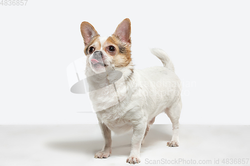 Image of Studio shot of Chihuahua companion dog isolated on white studio background