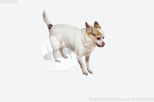 Image of Studio shot of Chihuahua companion dog isolated on white studio background