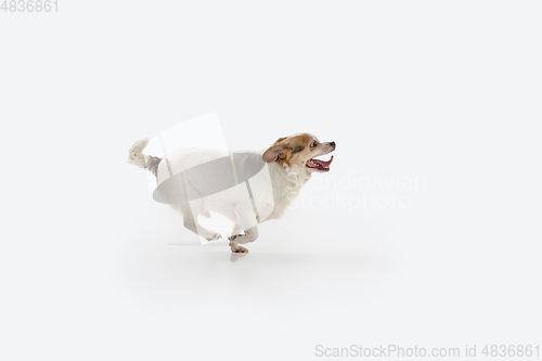 Image of Studio shot of Chihuahua companion dog isolated on white studio background