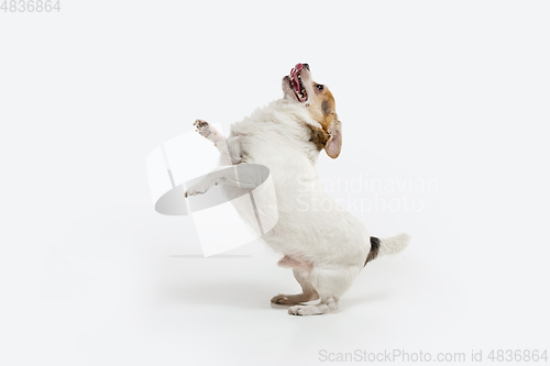 Image of Studio shot of Chihuahua companion dog isolated on white studio background