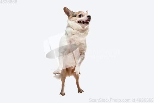 Image of Studio shot of Chihuahua companion dog isolated on white studio background