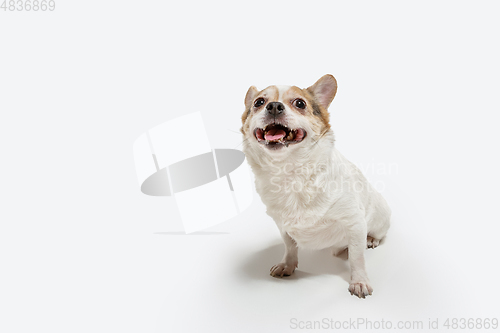 Image of Studio shot of Chihuahua companion dog isolated on white studio background
