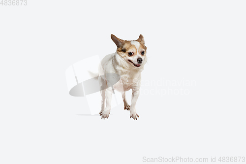 Image of Studio shot of Chihuahua companion dog isolated on white studio background