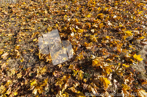 Image of The fallen maple leaves