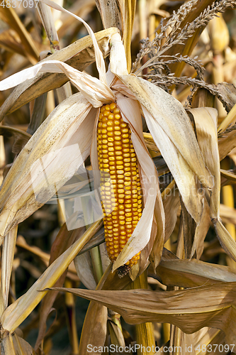 Image of ears of ripe corn