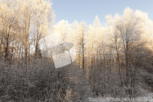 Image of hoarfrost on the branches of trees