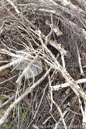 Image of Broken breeze trees birch trees