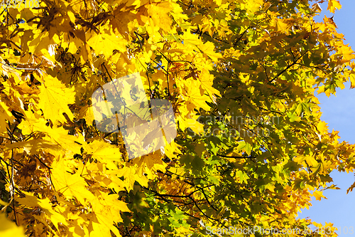 Image of yellowed maple trees in the fall