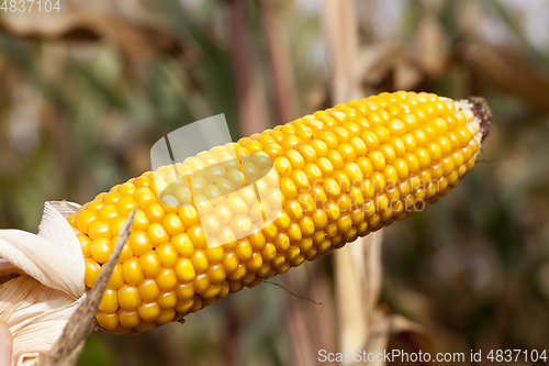 Image of Mature corn