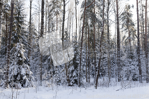 Image of Snow drifts in winter