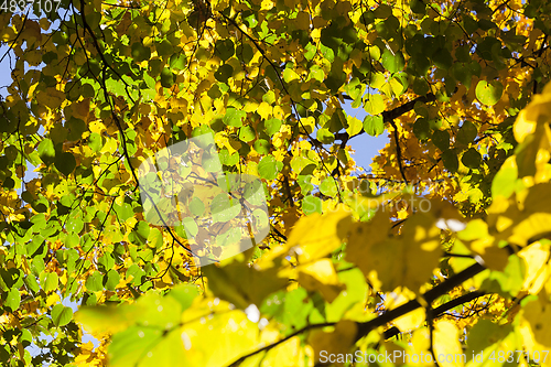 Image of linden tree in autumn