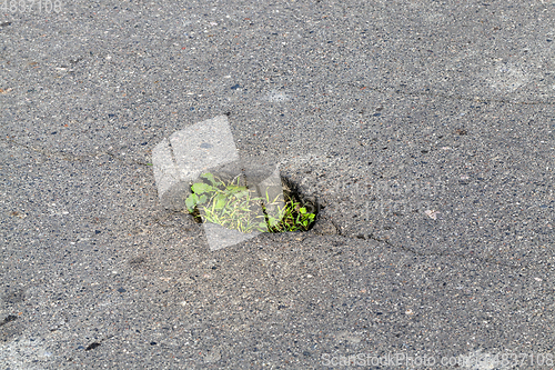 Image of Grass in the asphalt, close-up