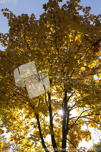 Image of Yellow maple foliage