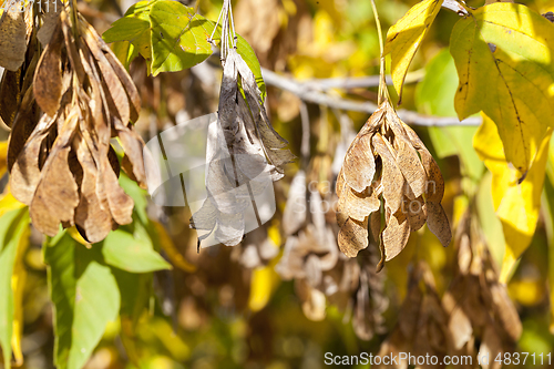 Image of dry maple seeds