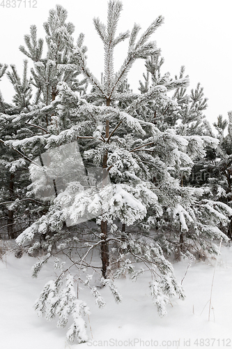 Image of Winter pine forest