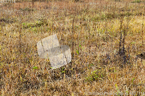 Image of Photo of a yellow grass