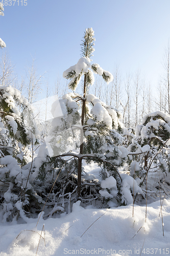 Image of Snow drifts in winter