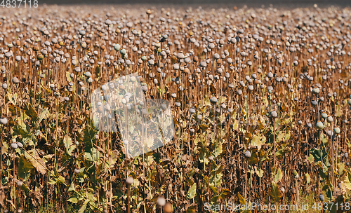 Image of poppy heads on the field