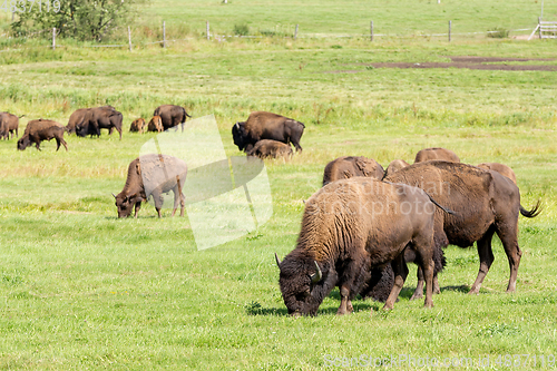 Image of American bison (Bison bison) simply buffalo